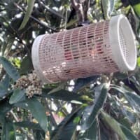 Gard'Apis trap deployment