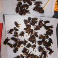 Gard'Apis Sentinel trap