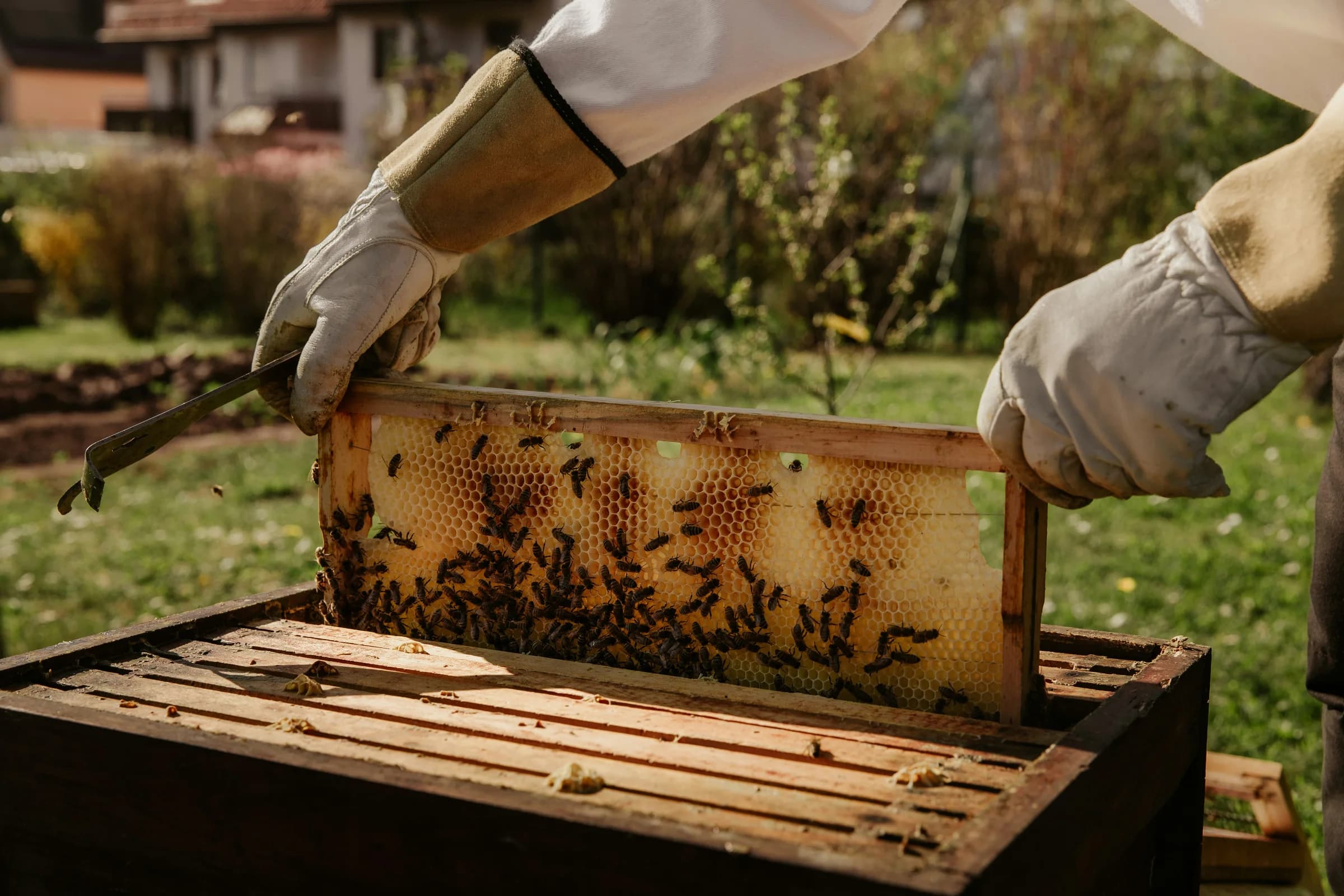 Beekeeper inspecting a honeycomb frame